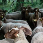 « Après avoir balayé la poussière des idées, l'amour des brebis s'invite chez nos dirigeants ! »