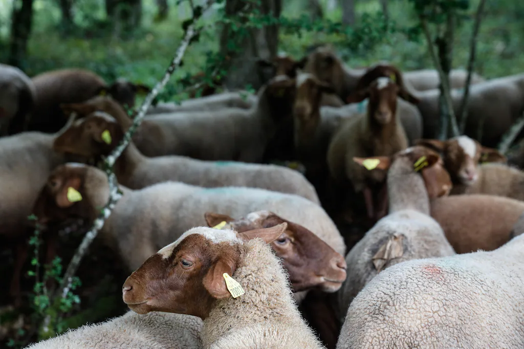 « Après avoir balayé la poussière des idées, l'amour des brebis s'invite chez nos dirigeants ! »