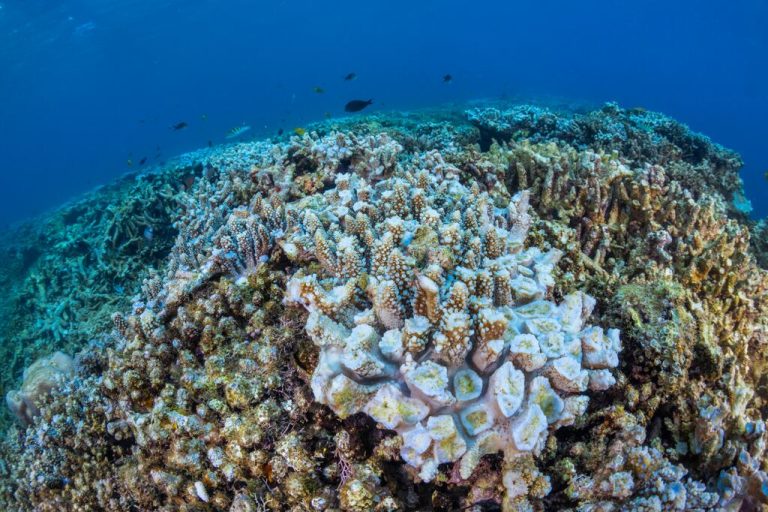Les vents de la désolation : Mayotte à la croisée des catastrophes