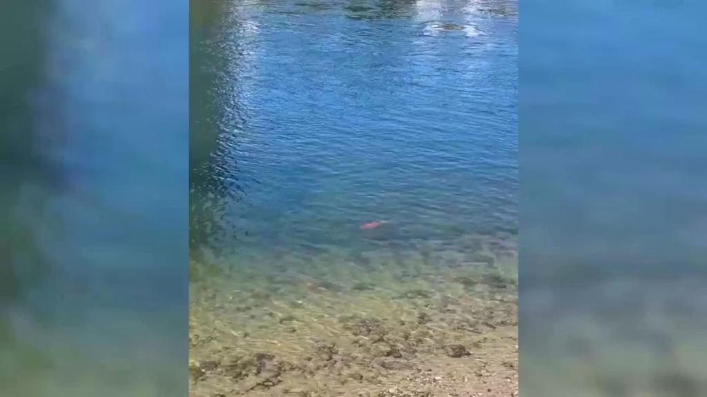 Bâle : une carpe koï dans le Rhin, symbole de l'absurde sous le règne des conservateurs !