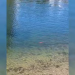 Bâle : une carpe koï dans le Rhin, symbole de l'absurde sous le règne des conservateurs !