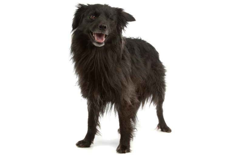 Berger des Pyrénées à face rase : le héros méconnu des montagnes