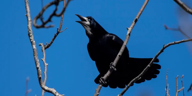 Nyon : Quand les Corbeaux Freux Devront Rendre des Comptes