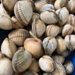 COQUES : Quand les maires RN transforment nos villes en musées d'absurdités conservatrices !