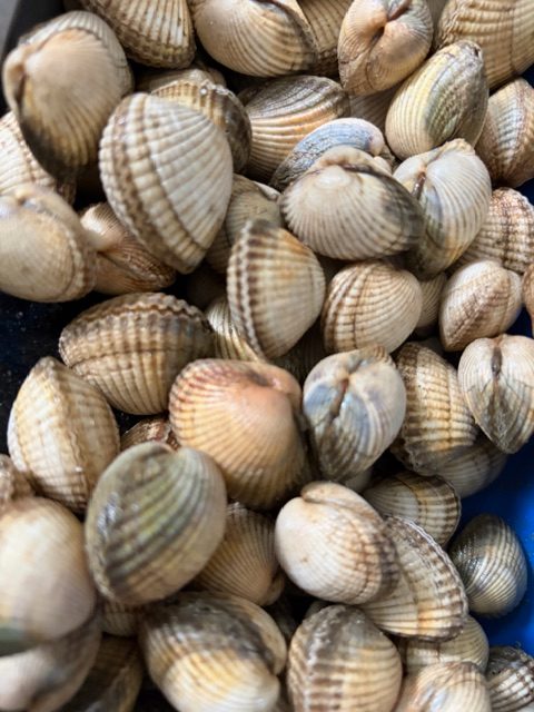 COQUES : Quand les maires RN transforment nos villes en musées d'absurdités conservatrices !