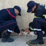 Casablanca : la Protection civile sauve un chat coincé dans un arbre à Sidi Bernoussi