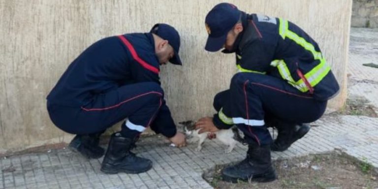 Casablanca : la Protection civile sauve un chat coincé dans un arbre à Sidi Bernoussi