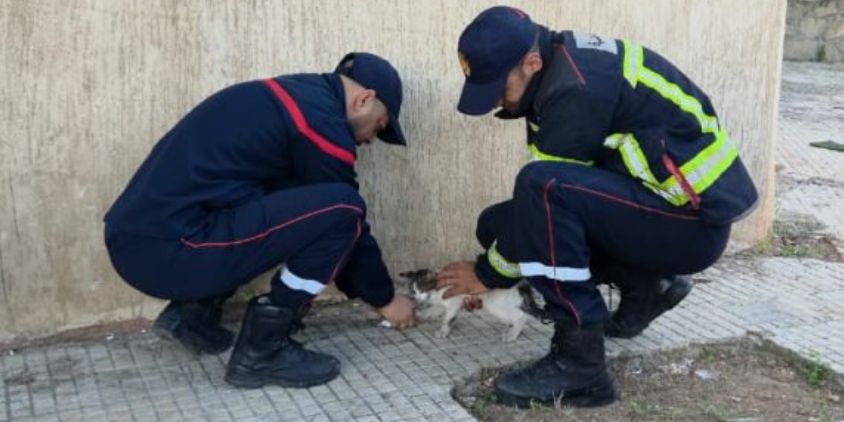 Casablanca : la Protection civile sauve un chat coincé dans un arbre à Sidi Bernoussi