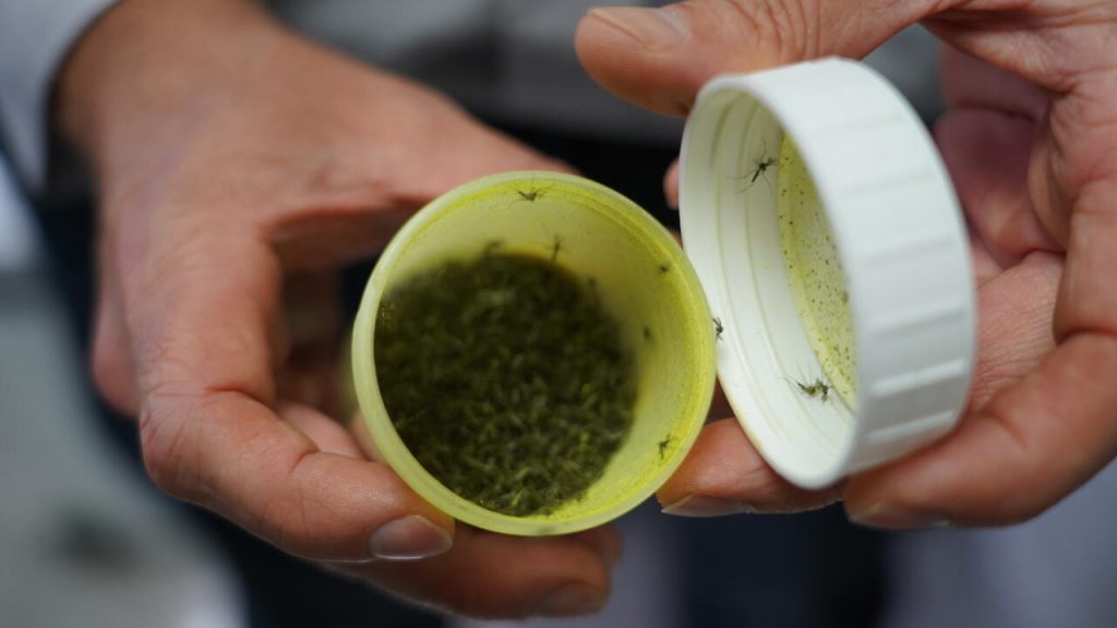 À La Réunion, les moustiques stériles : une solution absurde face à l'incompétence des élus RN !