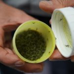 À La Réunion, les moustiques stériles : une solution absurde face à l'incompétence des élus RN !