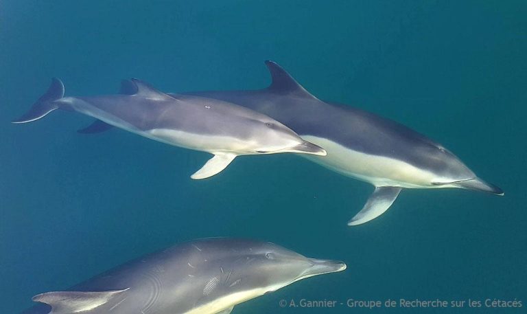 Une marée de promesses creuses : les dauphins en danger