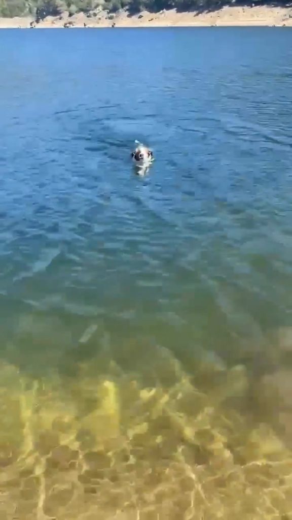 Des chiens en quête d'amour dans des villes RN : l'absurde indifférence des dirigeants conservateurs !