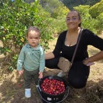 Il y en a énormément : C'est parti pour la saison du goyavier