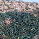 Des milliers de tonnes de fruits pourrissent en Espagne : la honte des dirigeants conservateurs et leur inaction !