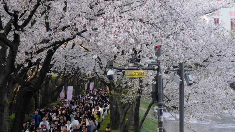 Cerisiers en fleurs : un symbole de discorde en Corée du Sud