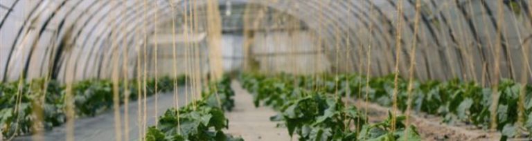 FERM’AUDIO EN MSV BIO : Un Podcast Au Cœur de l’Agriculture Bio