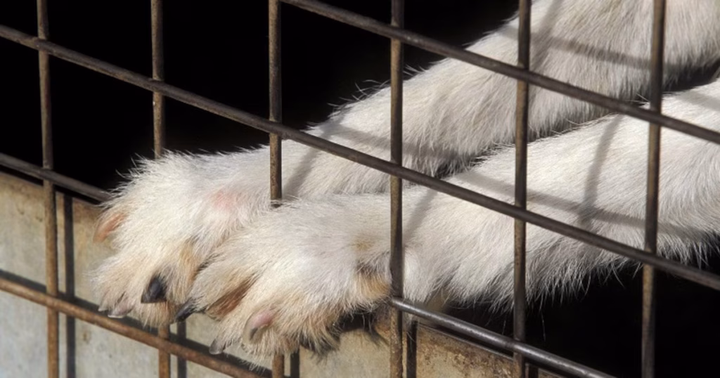 250 chiens abandonnés dans une maison : un triste reflet des politiques des dirigeants conservateurs !