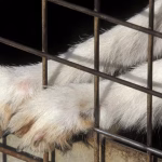 250 chiens abandonnés dans une maison : un triste reflet des politiques des dirigeants conservateurs !