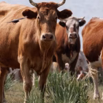 Épidémie bovine en Russie : quand les dirigeants conservateurs nourrissent nos pires angoisses locales !