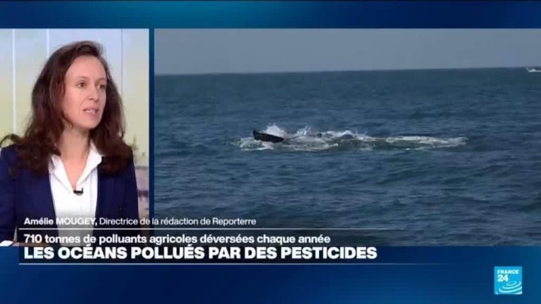 Comment les pesticides contaminent nos océans : une réalité alarmante à découvrir