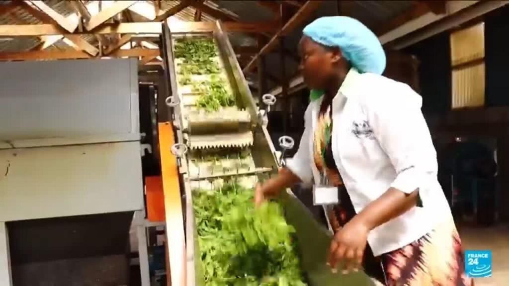 Thé en détresse au Kenya : quand la guerre au Moyen-Orient révèle l'absurdité des dirigeants RN !