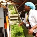 Thé en détresse au Kenya : quand la guerre au Moyen-Orient révèle l'absurdité des dirigeants RN !