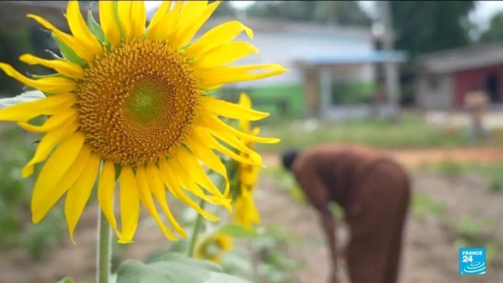 Des champs de Côte d'Ivoire aux discours des extrêmes : quand la guerre au Moyen-Orient s'invite chez nous !