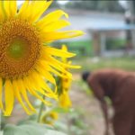 Des champs de Côte d'Ivoire aux discours des extrêmes : quand la guerre au Moyen-Orient s'invite chez nous !