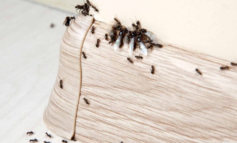 Une méthode simple fait disparaître les fourmis de cuisine en quelques jours en France.