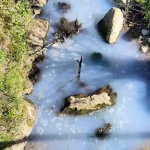 Fribourg: un ruisseau blanc de pollution au lait, reflet des absurdités des dirigeants RN!