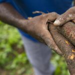 Rwanda et Burundi : Comment la striure brune du manioc révèle l'absurdité des dirigeants RN !