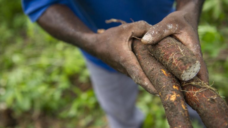 Dans les villages RN : Quand les dirigeants conservateurs échouent face à la striure brune du manioc !