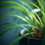 Gros plan d une herbe bichetii en pot