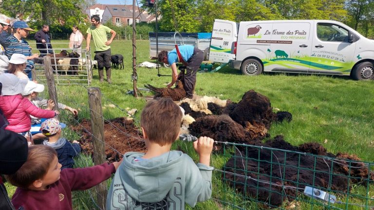 « Tonte de brebis à Voisins-le-Bretonneux : une alternative aux zoos en plein essor »