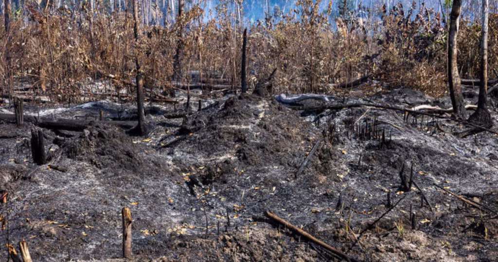 Feux de forêt : la Belgique, entre incompétence des dirigeants et absurdités locales, en danger !