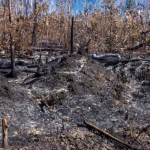 Feux de forêt : la Belgique, entre incompétence des dirigeants et absurdités locales, en danger !