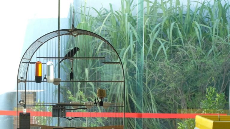 Ana Dias : L&rsquo;Oiseau Compositeur et Son Héritage Culturel