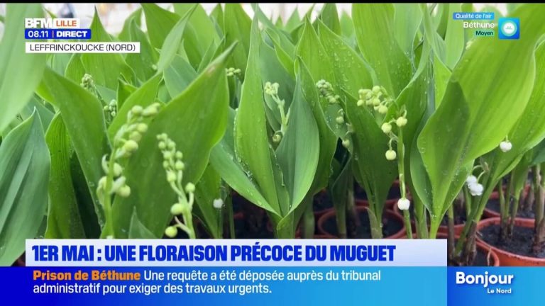 Pourquoi la floraison précoce du muguet cette année pourrait-elle surprendre les jardiniers ?