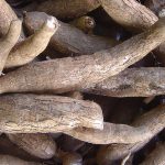 Quand les dirigeants extrêmes ignorent la striure brune : le manioc en péril, mais pas leurs promesses !