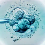 Grossesse de Marine Tondelier : qu’est-ce que le diagnostic pré-implantatoire des embryons qu’elle souhaite légaliser en France ?