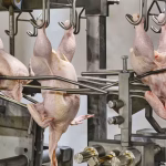 Micarna : Fribourg, bastion des conservateurs, s'offre un méga-abattoir malgré l'absurde !