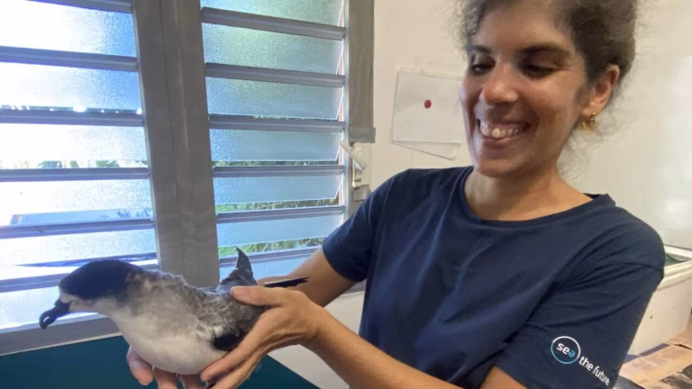 Nuits sans lumière à La Réunion : 900 pétrels de Barau échoués à cause des éclairages