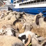 Oran : 7 000 moutons d'Espagne débarquent, mais où sont les vraies priorités des dirigeants conservateurs ?