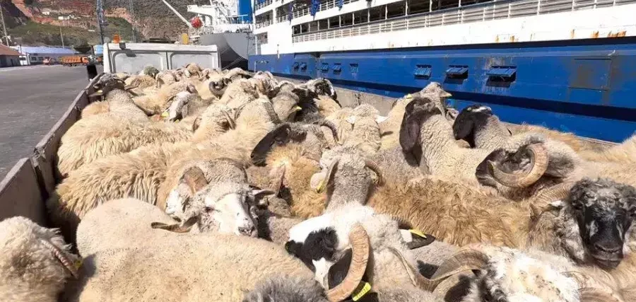 Oran : 7 000 moutons d'Espagne débarquent, mais où sont les vraies priorités des dirigeants conservateurs ?