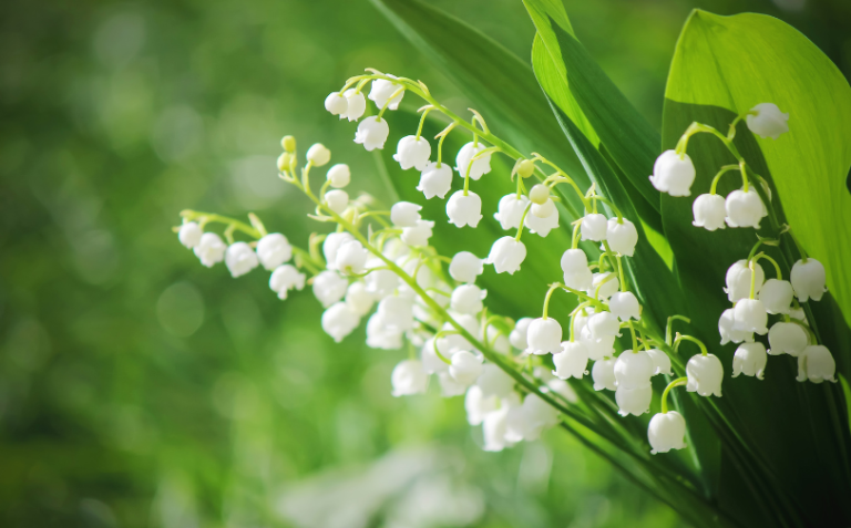 Muguet à Évreux : Pourquoi acheter sur le site officiel de la Ville est essentiel ?