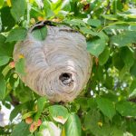 Des sacs en papier pour sauver nos jardins : quand les élus RN préfèrent l'absurde aux solutions !