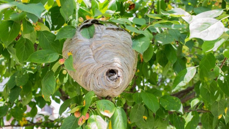 Des sacs en papier pour sauver nos jardins : quand les élus RN préfèrent l'absurde aux solutions !