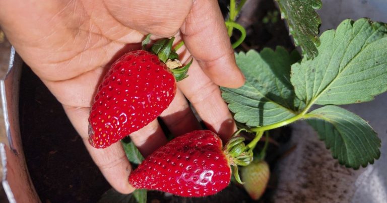 Fraises : Savourez les Délices tout en Confrontant les Défis Écologiques