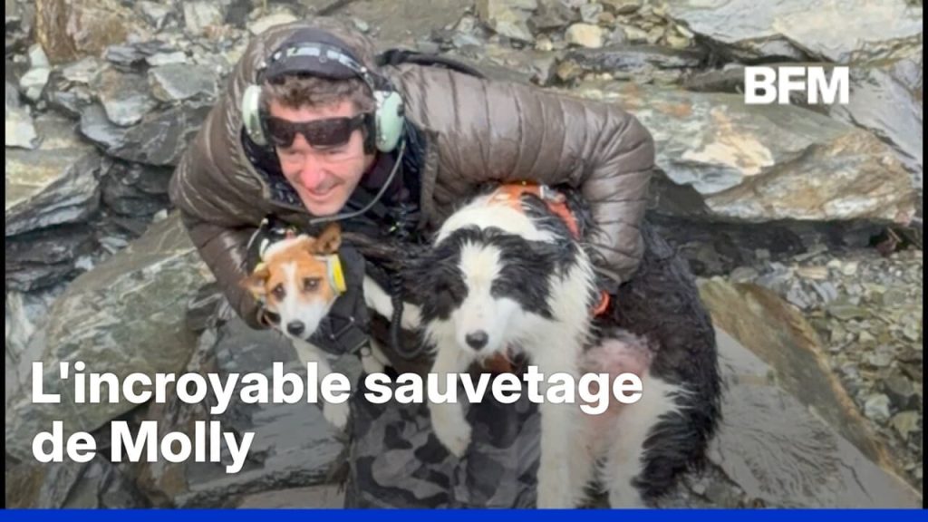 Nouvelle-Zélande : une chienne perdue une semaine en montagne, pendant que nos dirigeants se perdent dans l'absurde !