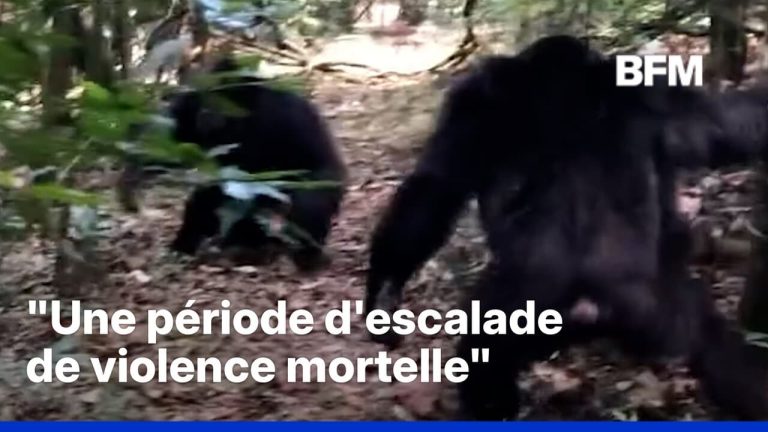 Ouganda : Une guerre civile éclate chez les chimpanzés, mais qui s’en soucie vraiment ?